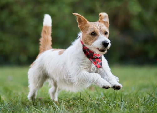 Immagine animali ammessi